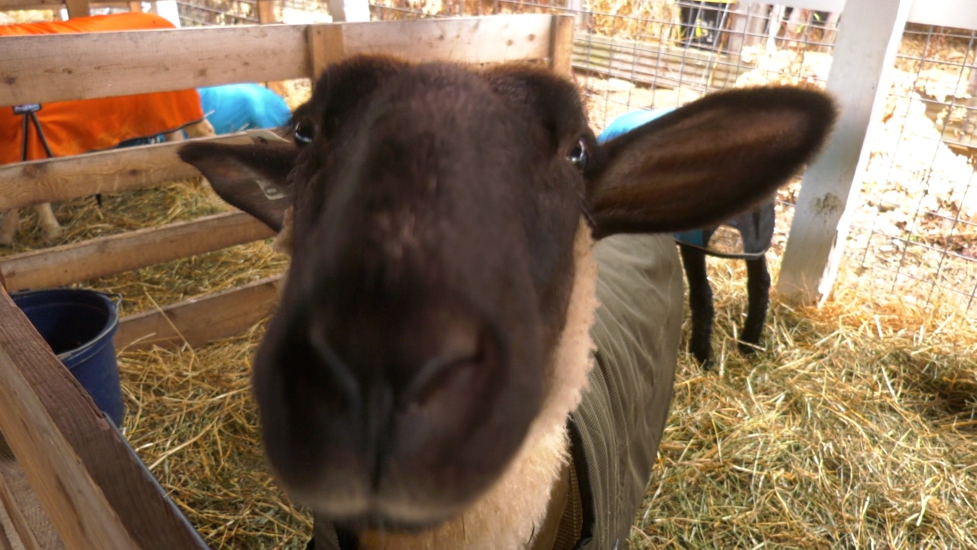 Check Out The Farm Animals at the 2024 Tioga County Fair!